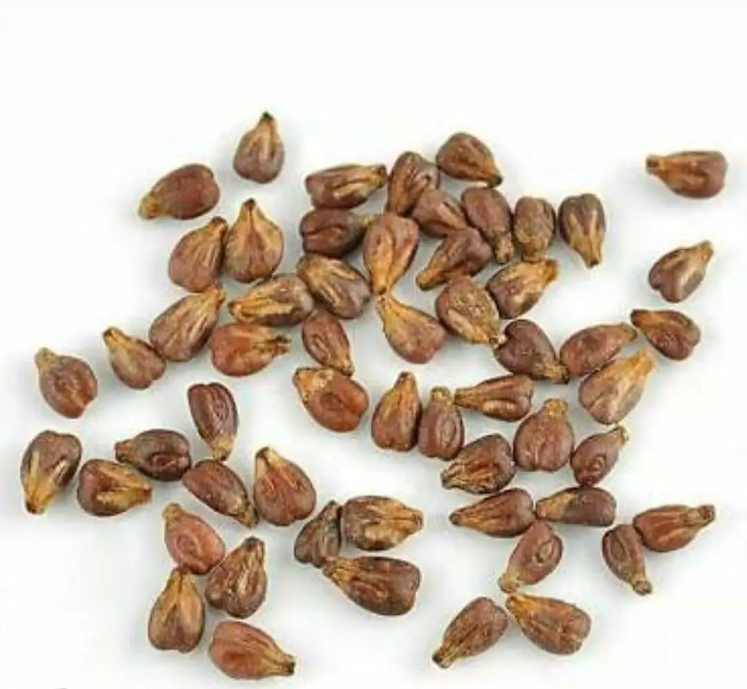 Black Grapes Hybrid Seeds mqqpaz-ig