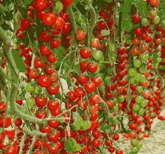 Waterfall Tomato Seeds mqqpaz-ig