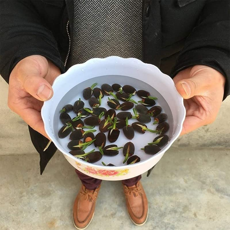 Lotus Flower Seeds For Home Garden Planting
