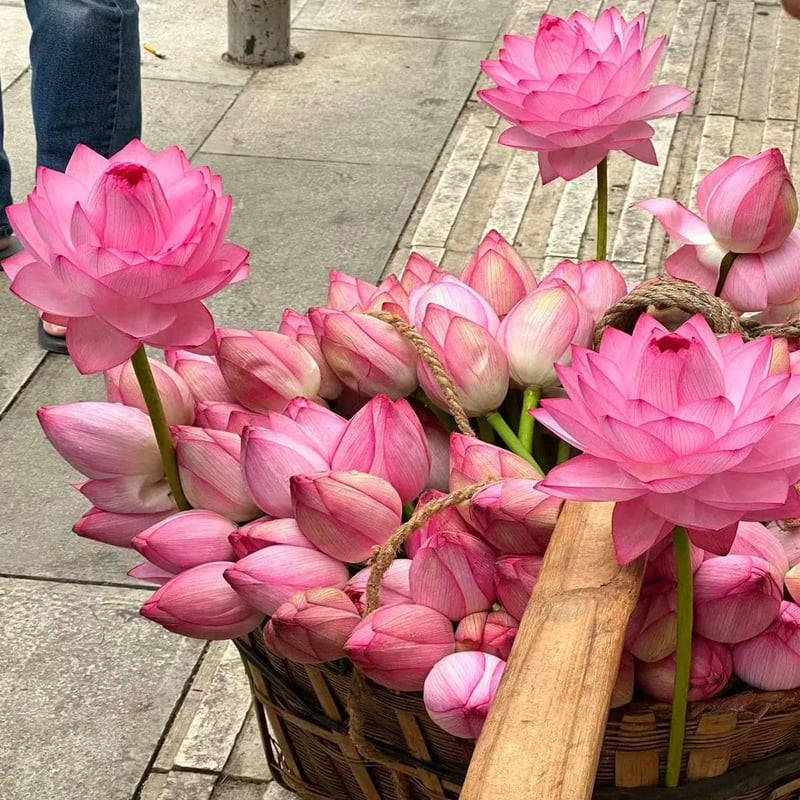 Lotus Flower Seeds For Home Garden Planting