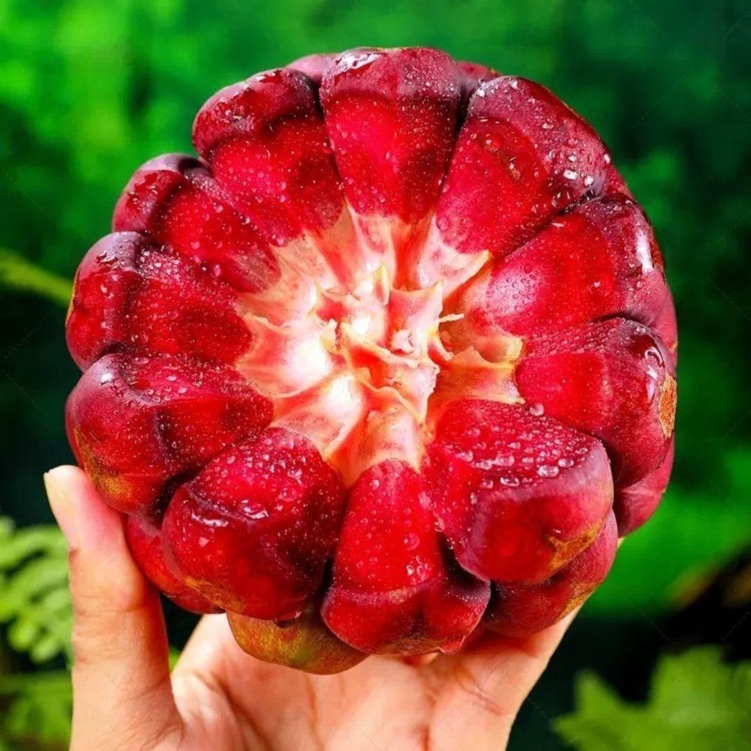 Devil Fruit Seeds