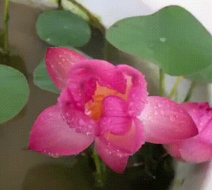 Lotus Flower Seeds For Home Garden Planting