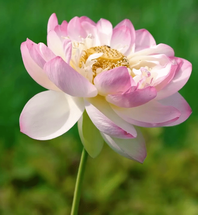 Lotus Flower Seeds For Home Garden Planting