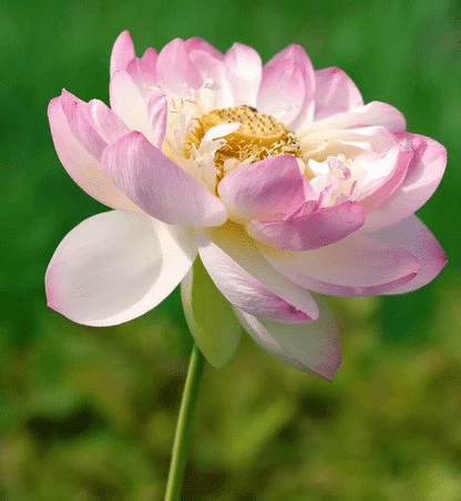 Lotus Flower Seeds For Home Garden Planting