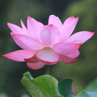 Lotus Flower Seeds For Home Garden Planting