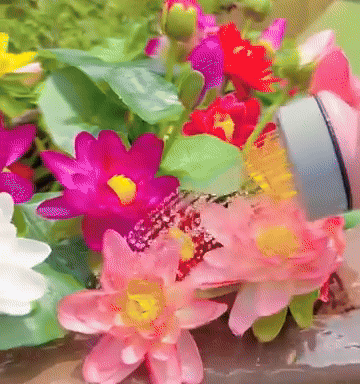 Lotus Flower Seeds For Home Garden Planting