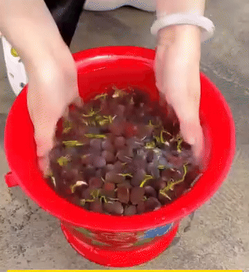 Lotus Flower Seeds For Home Garden Planting