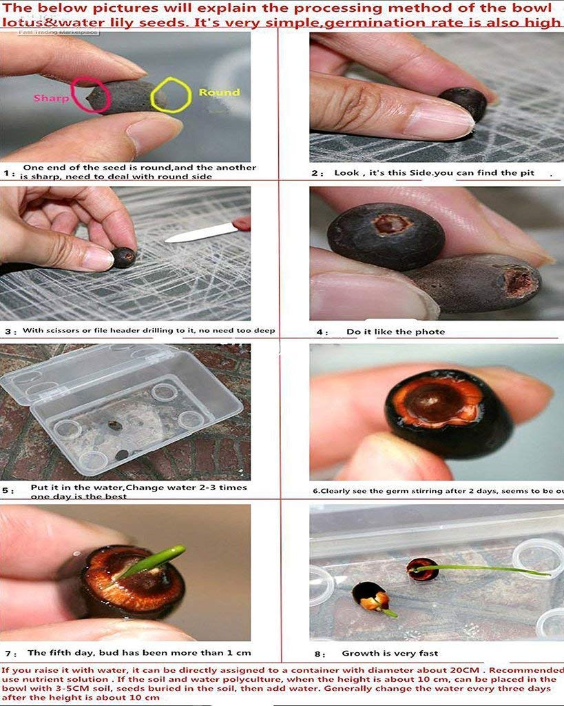 Lotus Flower Seeds For Home Garden Planting