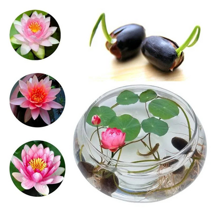 Lotus Flower Seeds For Home Garden Planting