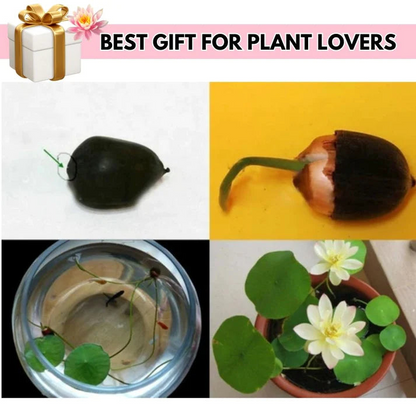Lotus Flower Seeds For Home Garden Planting