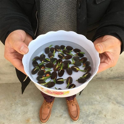Lotus Flower Seeds For Home Garden Planting