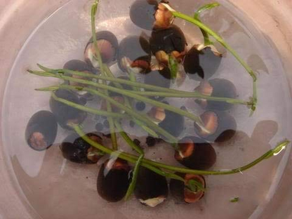 Lotus Flower Seeds For Home Garden Planting