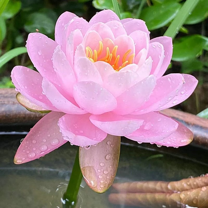 Lotus Flower Seeds For Home Garden Planting