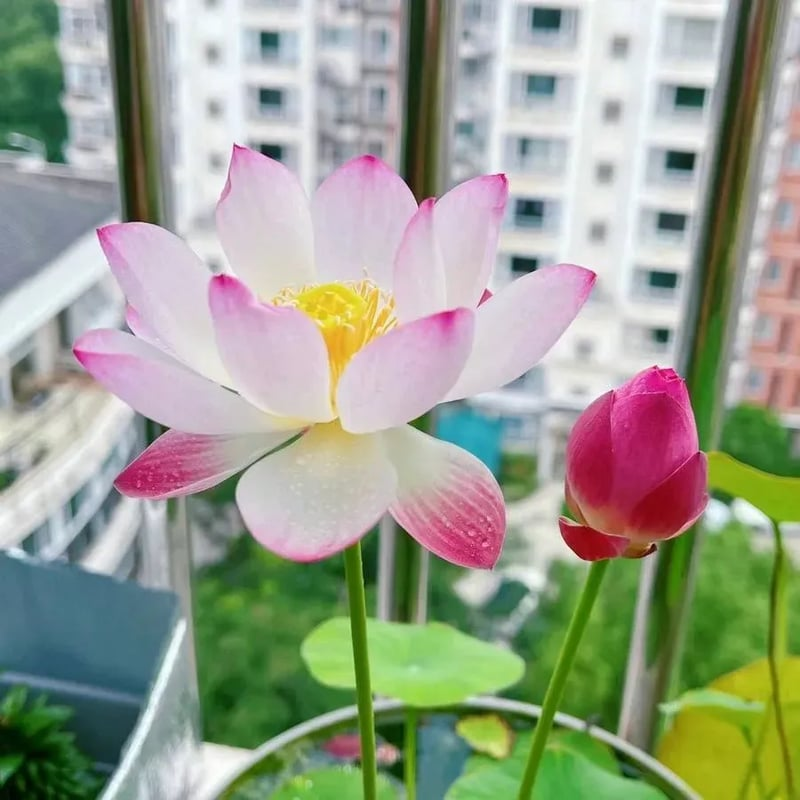 Lotus Flower Seeds For Home Garden Planting