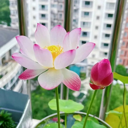 Lotus Flower Seeds For Home Garden Planting