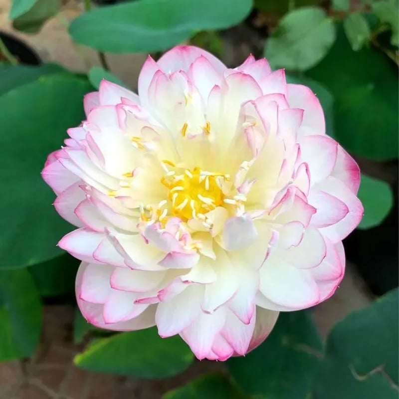 Lotus Flower Seeds For Home Garden Planting