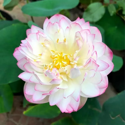 Lotus Flower Seeds For Home Garden Planting