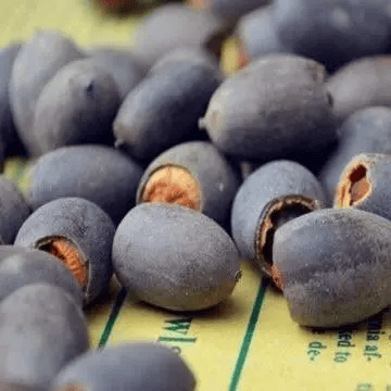 Lotus Flower Seeds For Home Garden Planting