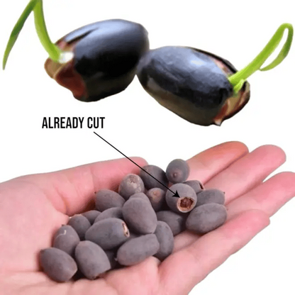 Lotus Flower Seeds For Home Garden Planting