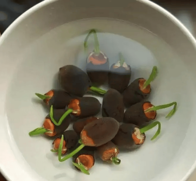 Lotus Flower Seeds For Home Garden Planting
