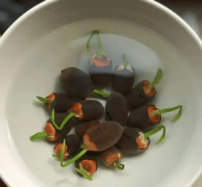 Lotus Flower Seeds For Home Garden Planting