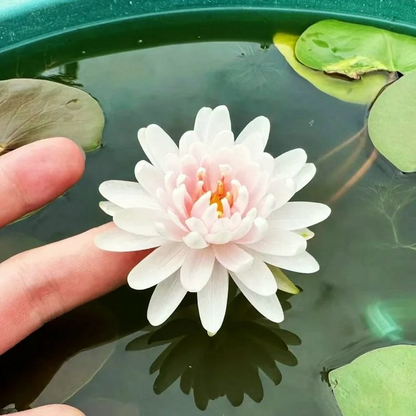 Lotus Flower Seeds For Home Garden Planting